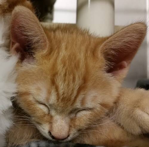 Jimmy orange tabby kitten